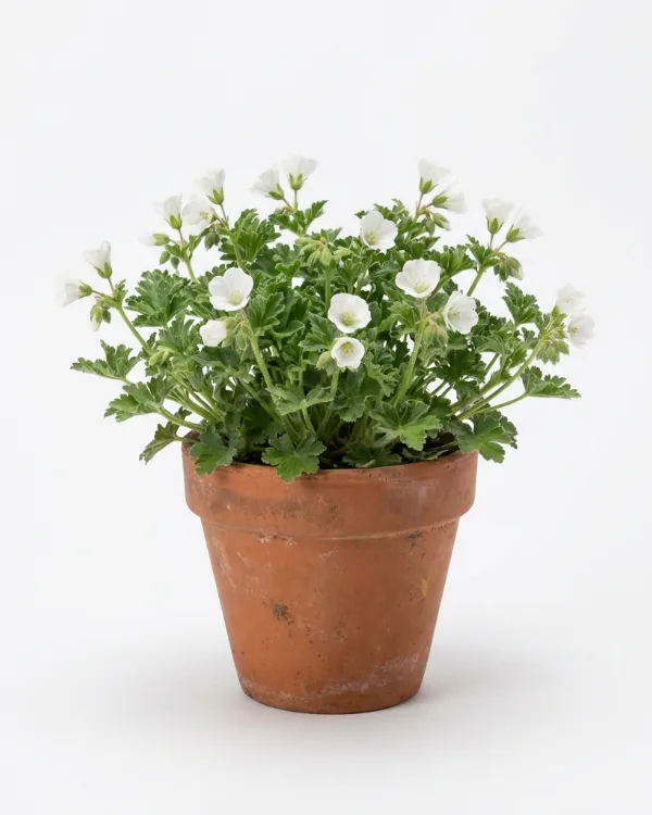 Flocknäva — Geranium macrorrhizum 'Geranimo White'