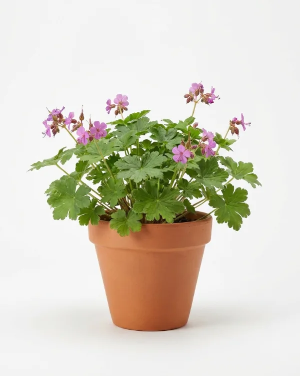 Flocknäva — Geranium macrorrhizum