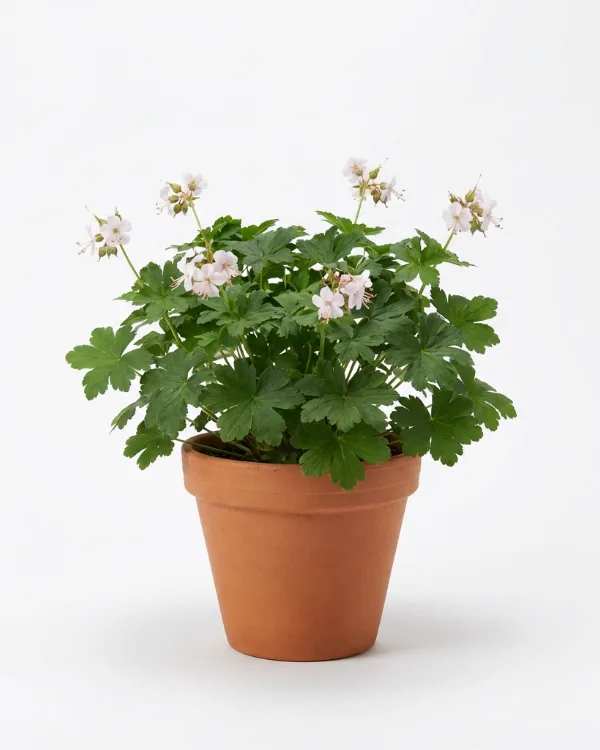 Flocknäva — Geranium macrorrhizum 'Spessart'