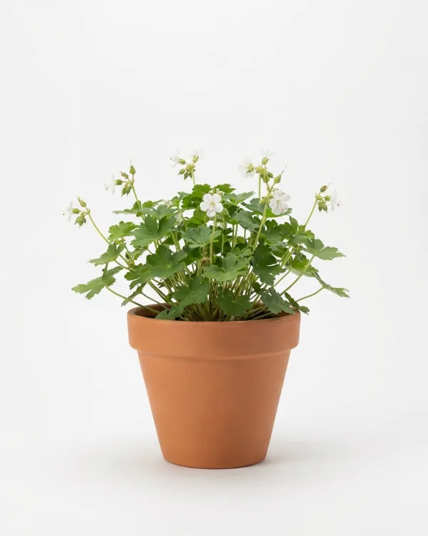 Flocknäva — Geranium macrorrhizum 'White Ness'