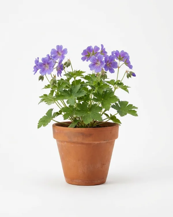 Kungsnäva — Geranium magnificum