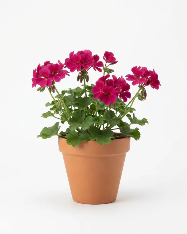 Kungsnäva — Geranium magnificum 'Rosemoor'