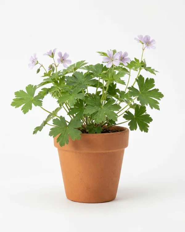 Blanknäva — Geranium nodosum