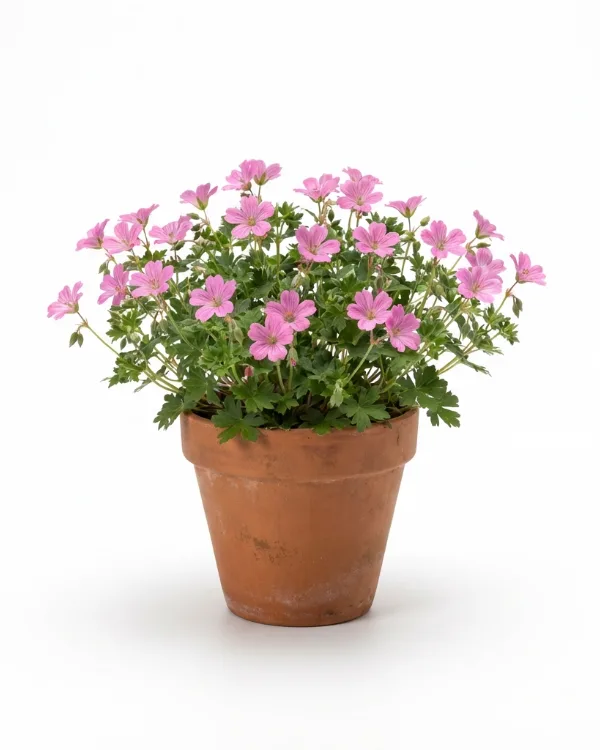 Spansknäva, Kronnäva — Geranium oxonianum 'Rose Clair'