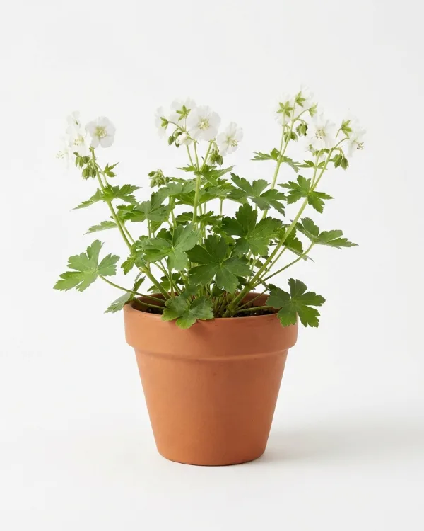 Brunnäva — Geranium phaeum 'Album'