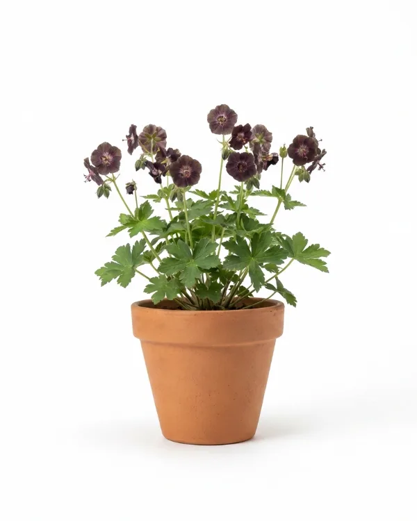 Brunnäva — Geranium phaeum