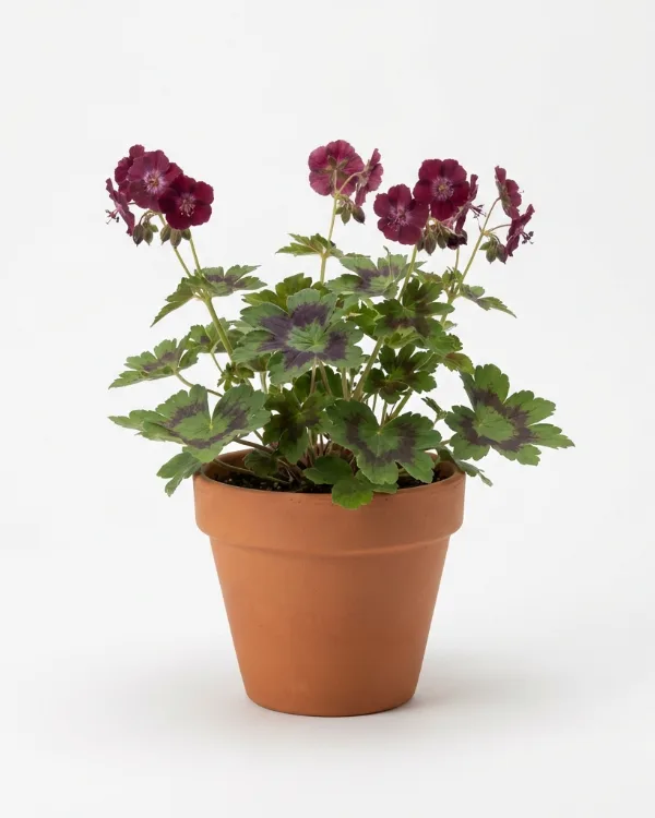 Brunnäva — Geranium phaeum 'Samobor'