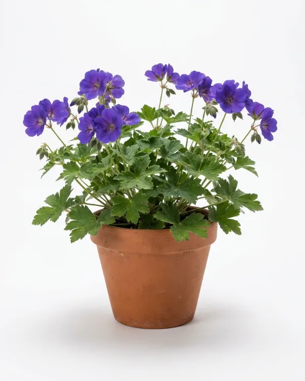 Nätnäva — Geranium 'Phillippe Vapelle'