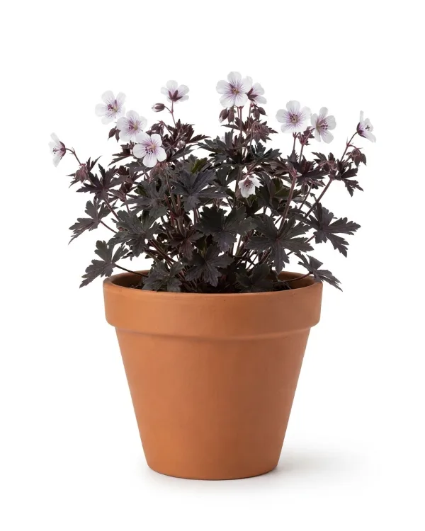 Ängsnäva — Geranium pratense 'Midnight Ghost'