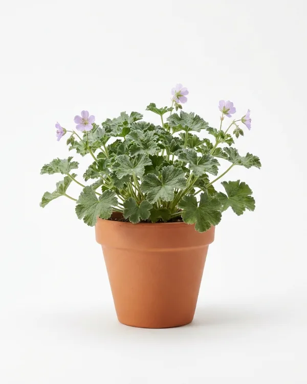 Nätnäva — Geranium renardii