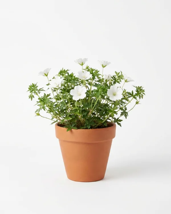 Blodnäva — Geranium sanguineum 'Album'