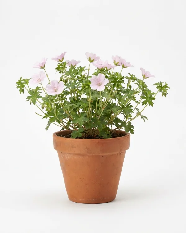 Blodnäva — Geranium sanguineum 'Apfelblüte'