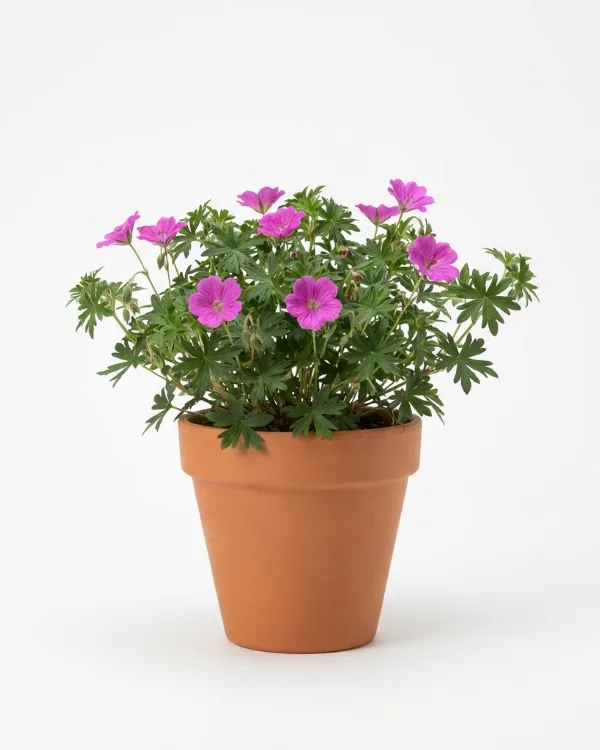 Blodnäva — Geranium sanguineum 'Max Frei'