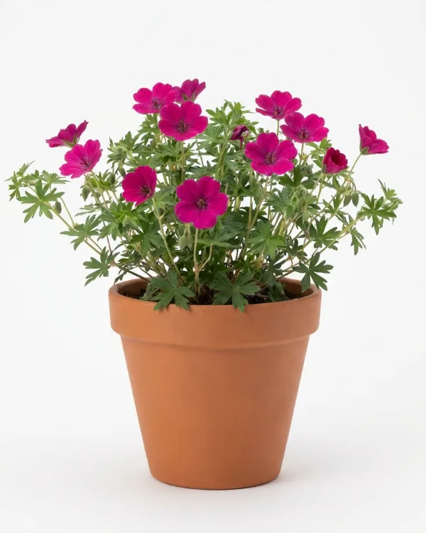 Blodnäva — Geranium sanguineum