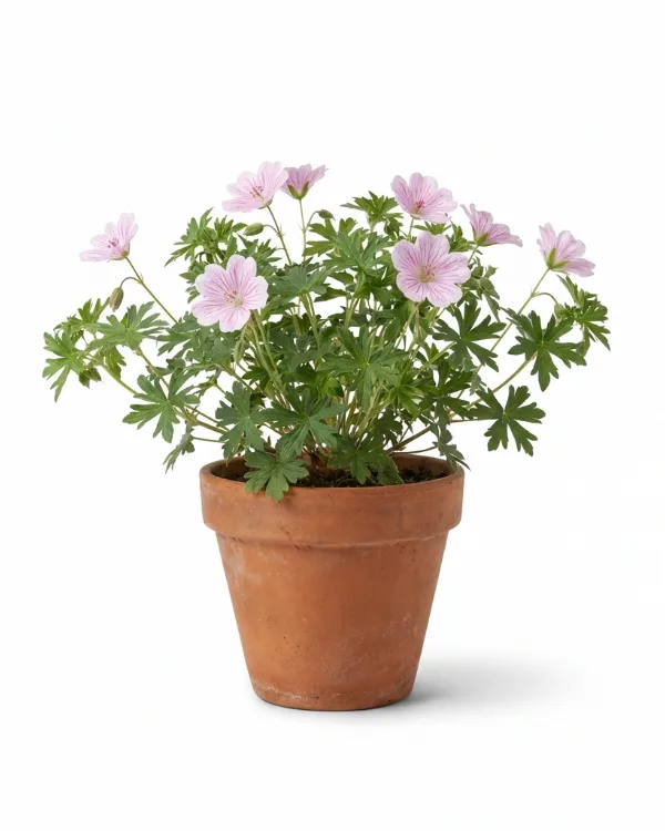 Jungfrunäva — Geranium sanguineum striatum