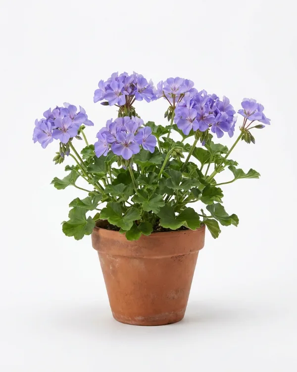 Ängsnäva — Geranium SUMMER SKIES