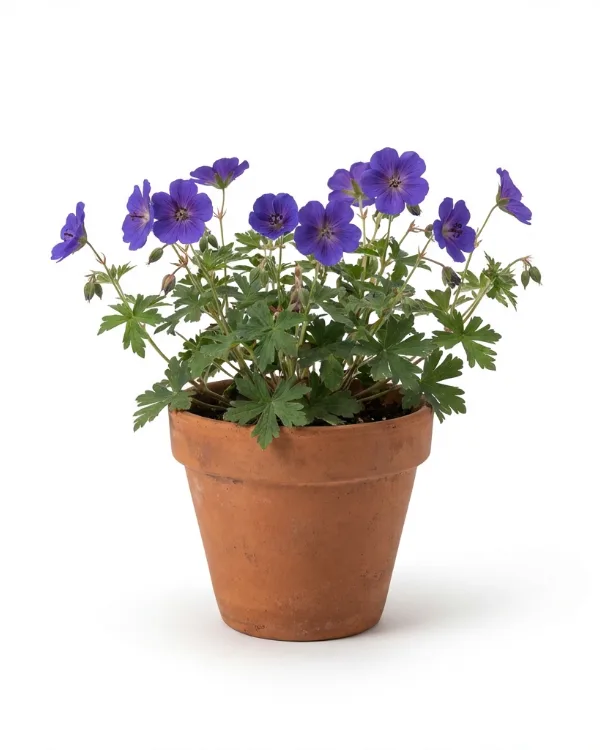 Mongolisk näva — Geranium wlassovianum