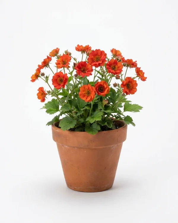 Trädgårdsnejlikrot — Geum FIRESTARTER