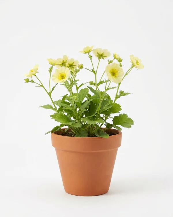 Trädgårdsnejlikrot — Geum 'Lemon Drops'