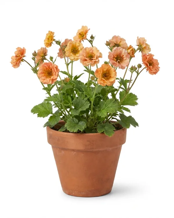 Trädgårdsnejlikrot — Geum 'Mai Tai'