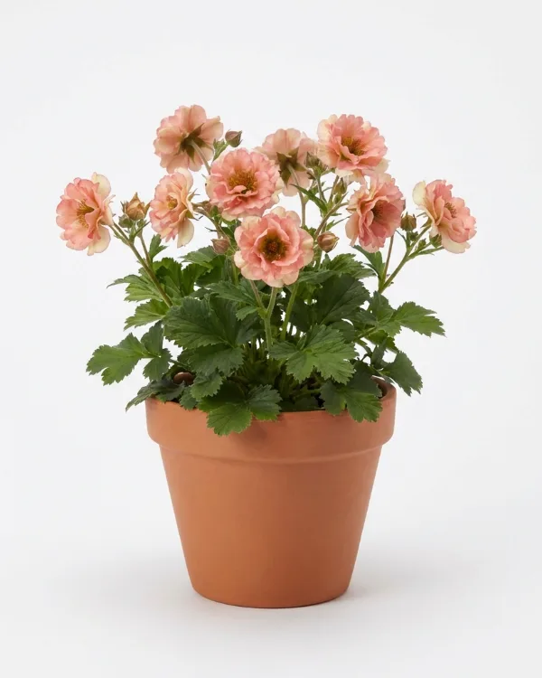 Trädgårdsnejlikrot — Geum PRETTICOATS PEACH