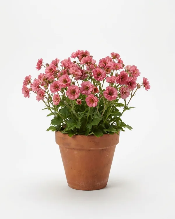 Trädgårdsnejlikrot — Geum TEMPO ROSE