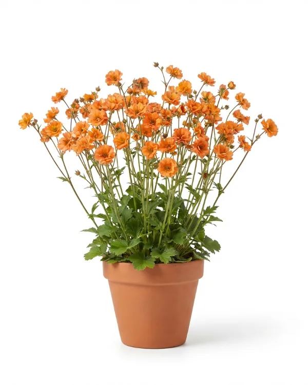 Trädgårdsnejlikrot — Geum 'Totally Tangerine'