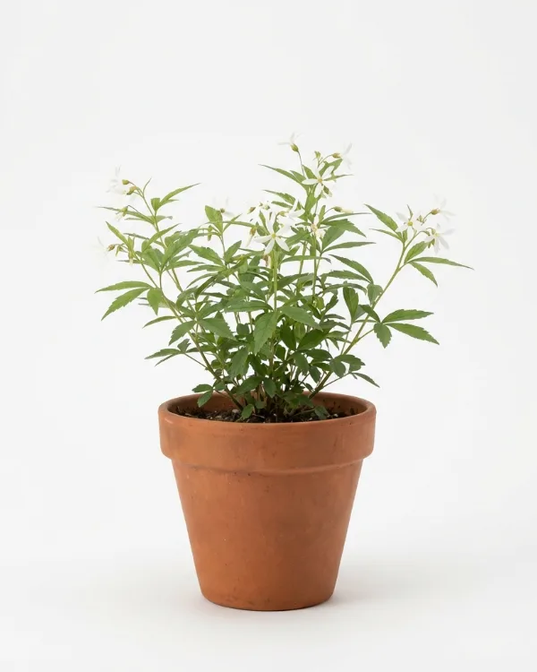 Gillenia (liten kruka) — Gillenia trifoliata (liten kruka)