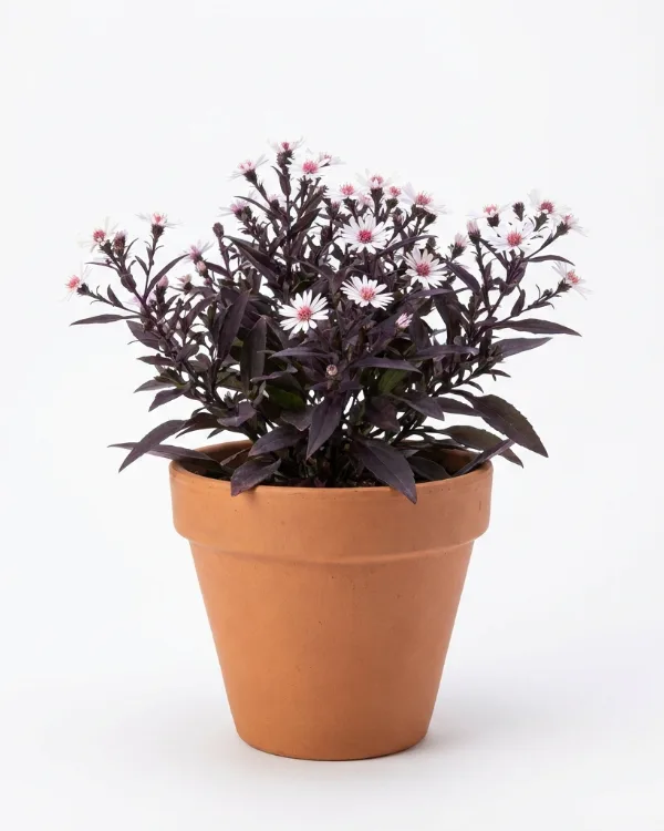 Grenaster — Symphyotrichum lateriflorum 'Lady in Black'
(Aster lateriflorus 'Lady in Black')
