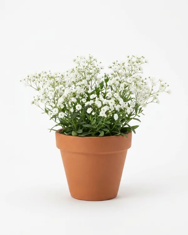 Brudslöja — Gypsophila paniculata 'Bristol Fairy' Ny 2026