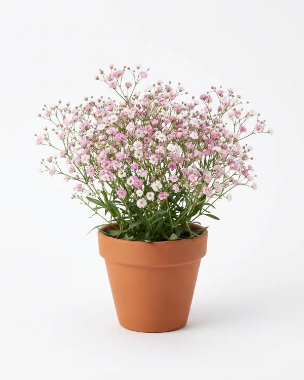 Brudslöja — Gypsophila paniculata 'Flamingo' Ny 2026