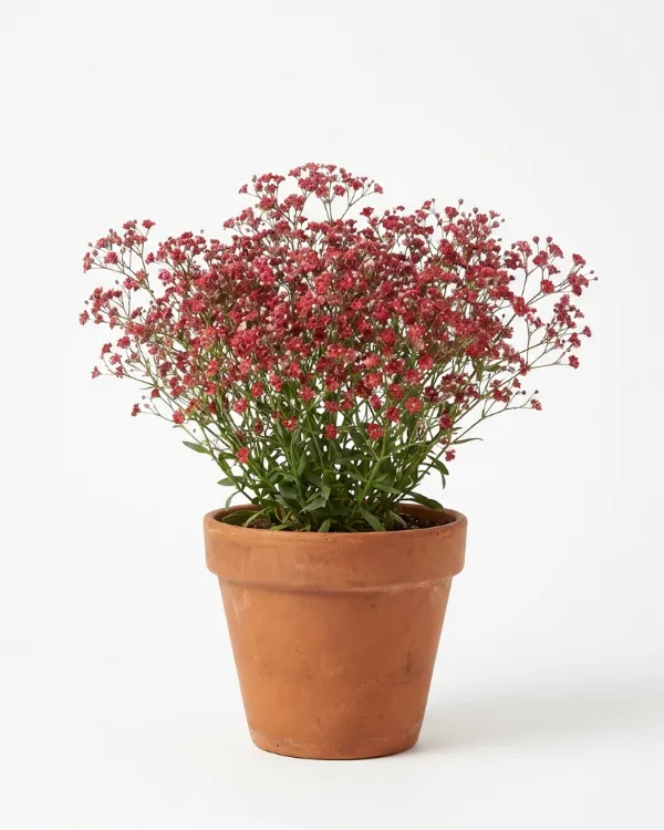 Brudslöja — Gypsophila paniculata   Inkrukad barrot