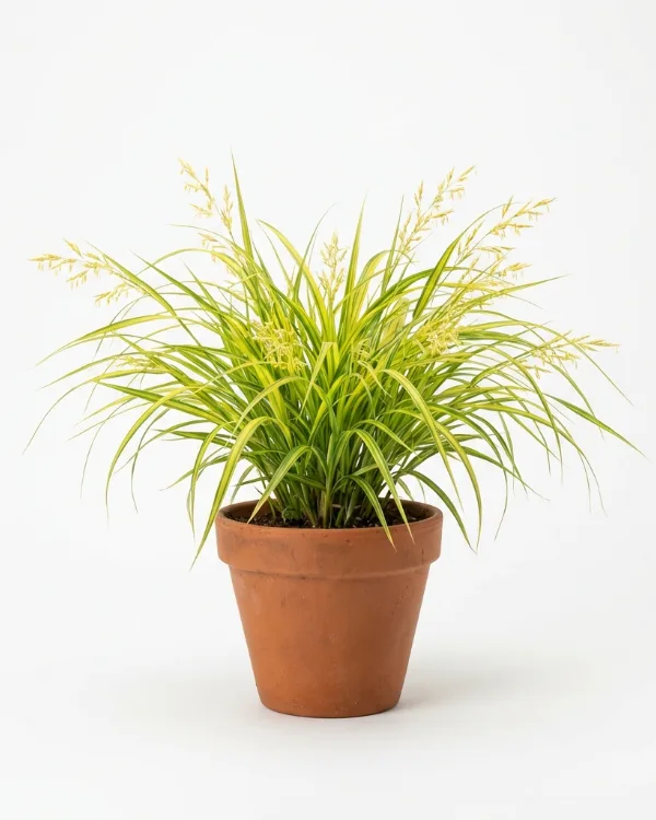 Hakonegräs — Hakonechloa macra 'Aureola'