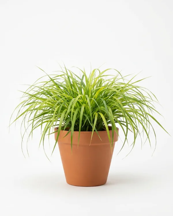 Hakonegräs — Hakonechloa macra