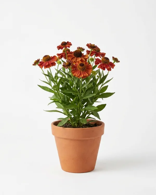 Solbrud — Helenium Autumnale- Gr. 'Moerheim Beauty'