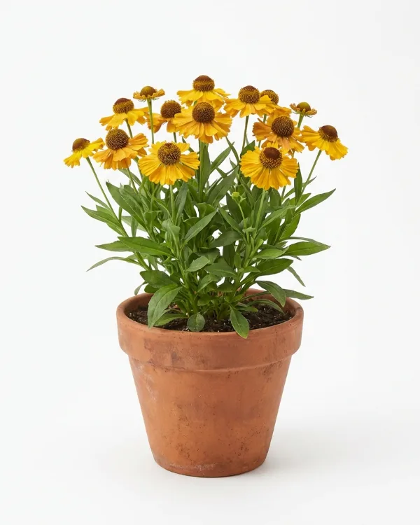 Solbrud — Helenium Autumnale- Gr. 'The Bishop'