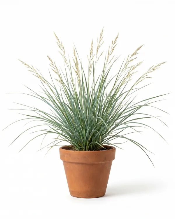 Silverhavre — Helictotrichon sempervirens