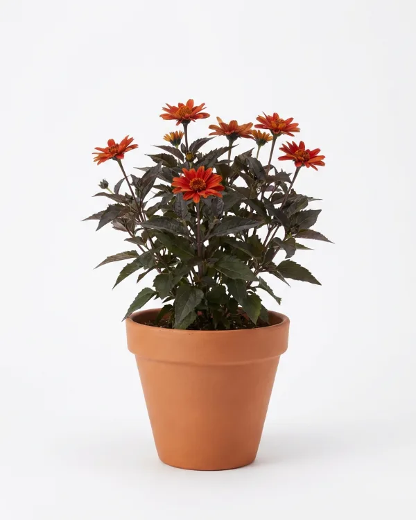 Dagöga — Heliopsis helianthoides 'Bleeding Hearts' Ny 2026 Inkrukad barrot
