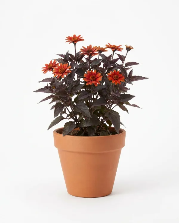 Dagöga — Heliopsis helianthoides 'Bleeding Hearts' Ny 2026