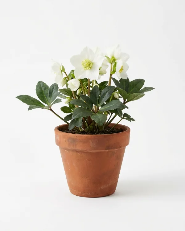 Julros — Helleborus niger