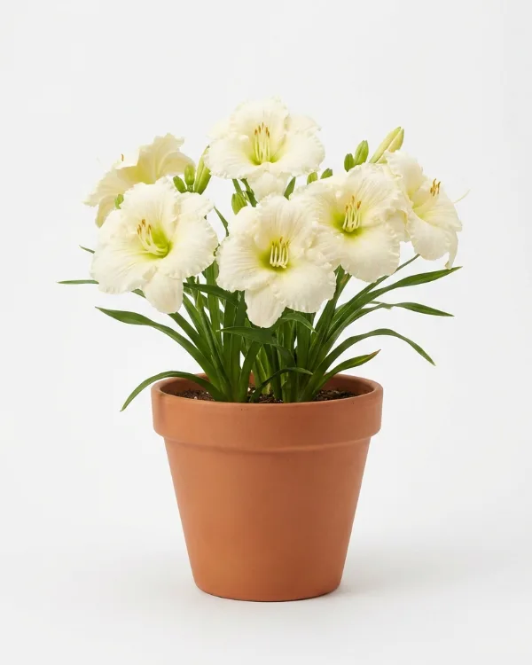 Daglilja — Hemerocallis 'Arctic Snow'