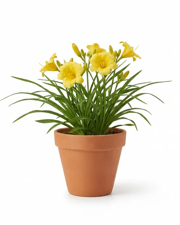 Blekgul daglilja — Hemerocallis citrina Inkrukad barrot