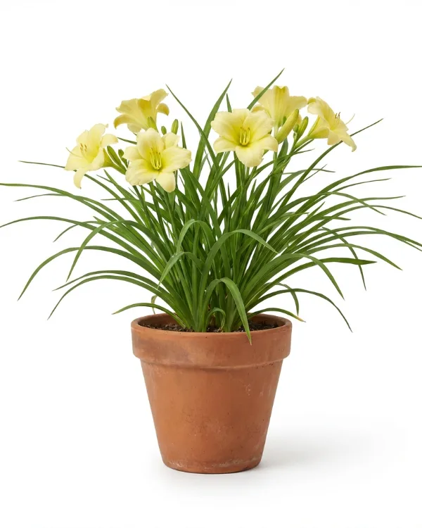Blekgul daglilja — Hemerocallis citrina