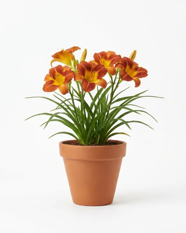 Daglilja — Hemerocallis 'Frans Hals'