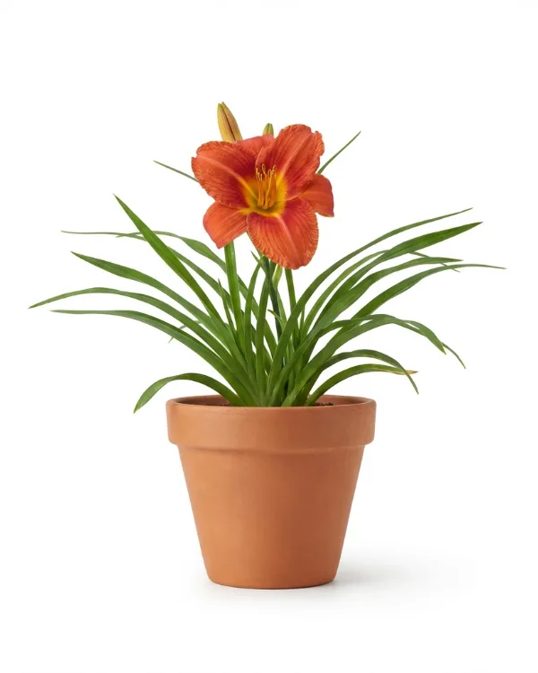 Brunröd daglilja — Hemerocallis fulva 'Frösvidal' G.K.