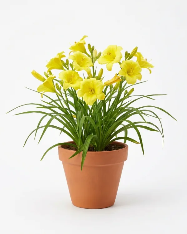 Daglilja — Hemerocallis 'Happy Returns'