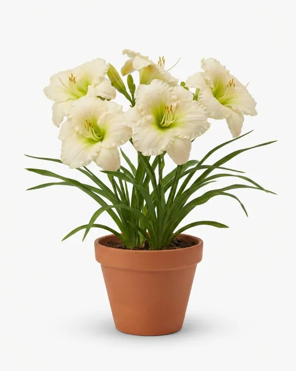 Daglilja — Hemerocallis 'Joan Senior'