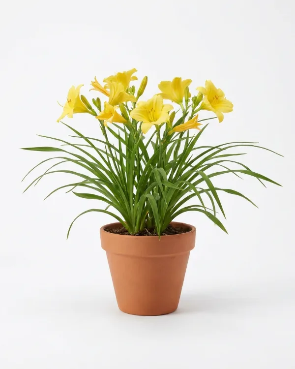 Klargul daglilja — Hemerocallis lilioasphodelus (flava)