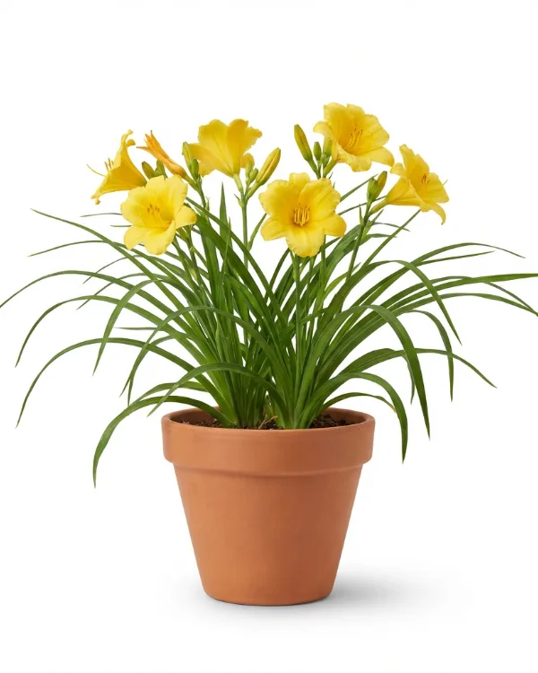 Klargul daglilja — Hemerocallis lilioasphodelus (flava)Inkrukad barrot