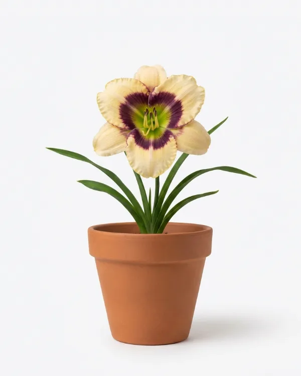 Daglilja — Hemerocallis 'Pandoras Box' Inkrukad barrot